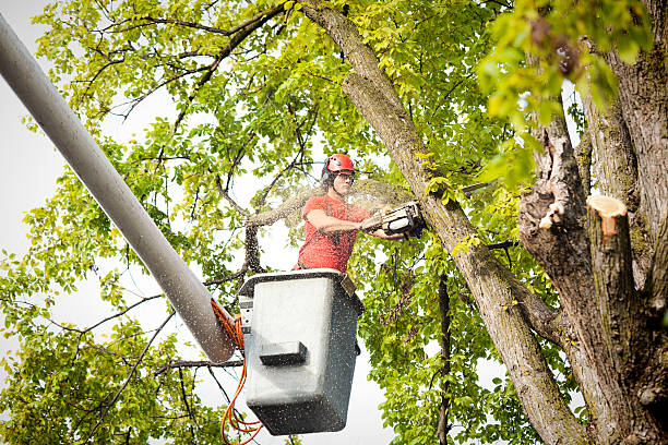 Best Dead Tree Removal  in Rden, WA